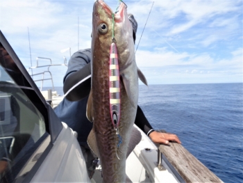 鯛紅丸 釣果