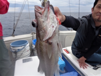 鯛紅丸 釣果