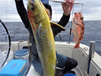鯛紅丸 釣果
