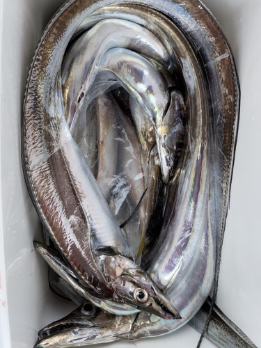 釣船 浦島太郎 釣果