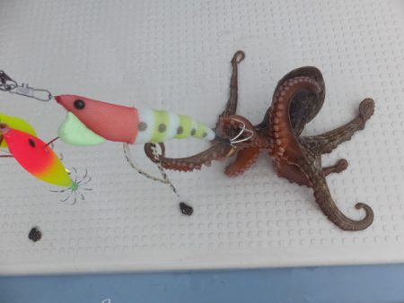 Hit Rush(ヒット ラッシュ） 釣果…