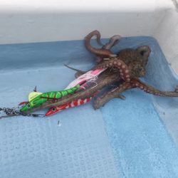 Hit Rush(ヒット ラッシュ） 釣果