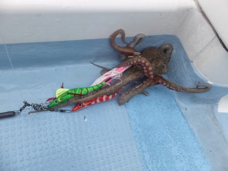 Hit Rush(ヒット ラッシュ） 釣果