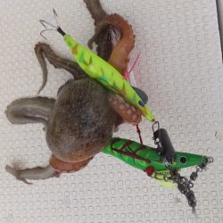 Hit Rush(ヒット ラッシュ） 釣果