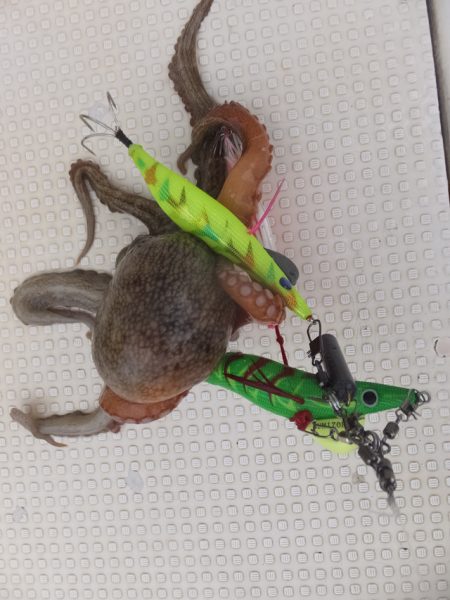 Hit Rush(ヒット ラッシュ） 釣果