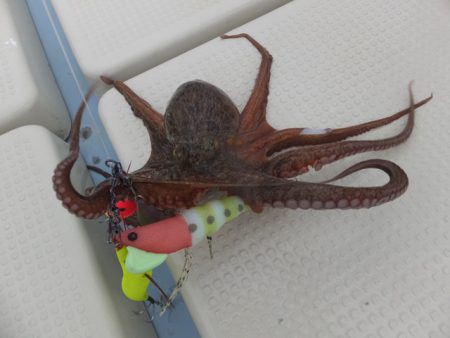 Hit Rush(ヒット ラッシュ） 釣果