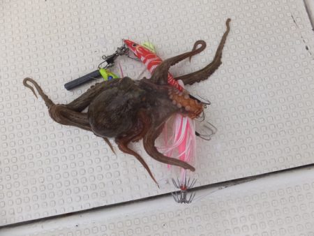 Hit Rush(ヒット ラッシュ） 釣果