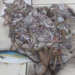 Hit Rush(ヒット ラッシュ） 釣果