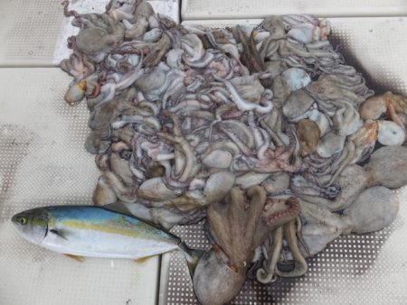 Hit Rush(ヒット ラッシュ） 釣果…