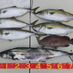 Hit Rush(ヒット ラッシュ） 釣果