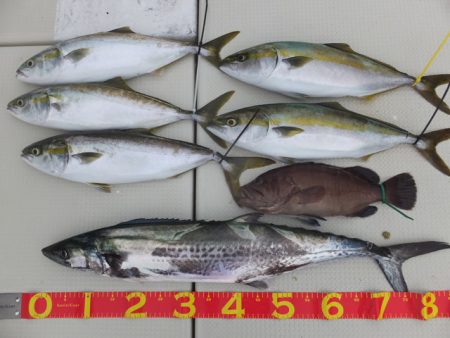 Hit Rush(ヒット ラッシュ） 釣果…