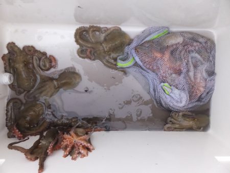 Hit Rush(ヒット ラッシュ） 釣果