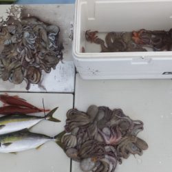 Hit Rush(ヒット ラッシュ） 釣果