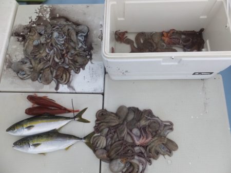 Hit Rush(ヒット ラッシュ） 釣果…