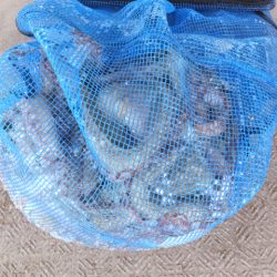 Hit Rush(ヒット ラッシュ） 釣果