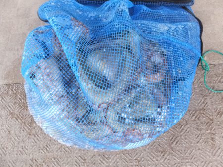 Hit Rush(ヒット ラッシュ） 釣果