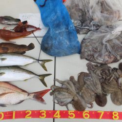 Hit Rush(ヒット ラッシュ) 釣果