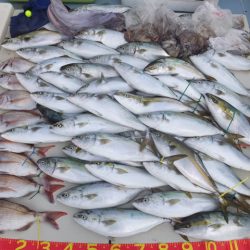 Hit Rush(ヒット ラッシュ) 釣果