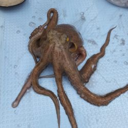 Hit Rush(ヒット ラッシュ) 釣果