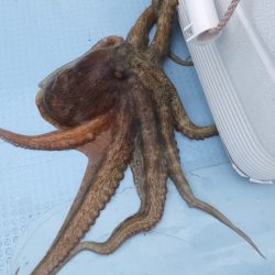 Hit Rush(ヒット ラッシュ) 釣果