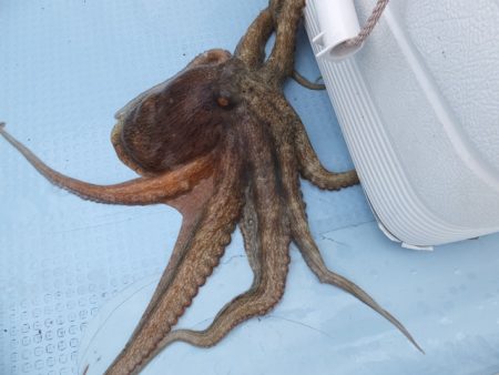 Hit Rush(ヒット ラッシュ) 釣果