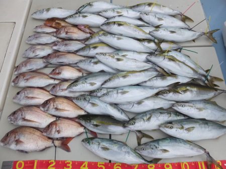 Hit Rush(ヒット ラッシュ） 釣果…