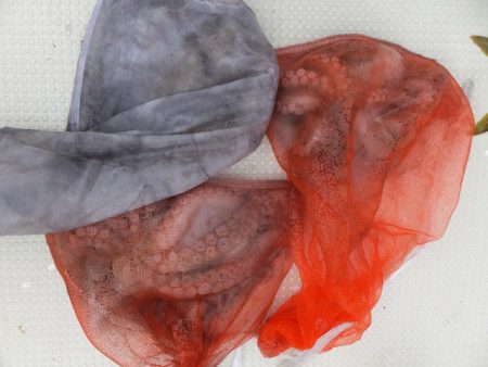 Hit Rush(ヒット ラッシュ) 釣果