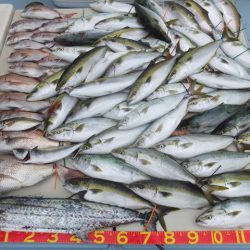 Hit Rush(ヒット ラッシュ) 釣果