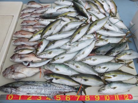 Hit Rush(ヒット ラッシュ） 釣果…