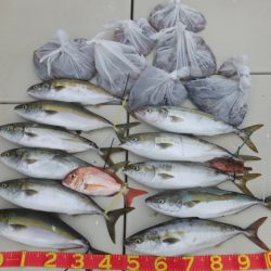 Hit Rush(ヒット ラッシュ) 釣果