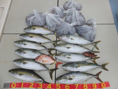 Hit Rush(ヒット ラッシュ） 釣果…