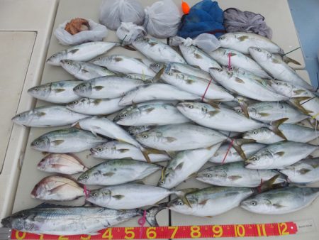 Hit Rush(ヒット ラッシュ） 釣果…