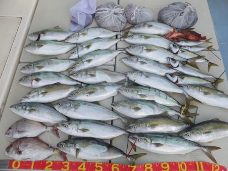 Hit Rush(ヒット ラッシュ） 釣果…