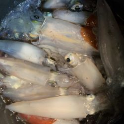 釣船 浦島太郎 釣果