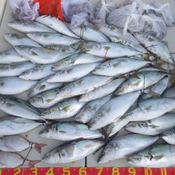 Hit Rush(ヒット ラッシュ) 釣果