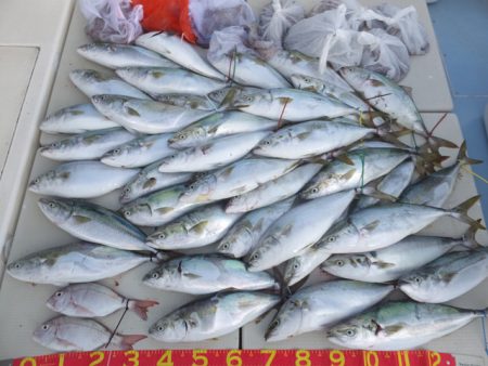 Hit Rush(ヒット ラッシュ） 釣果…