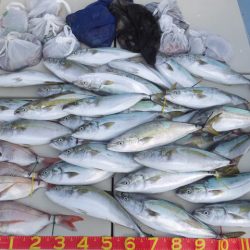 Hit Rush(ヒット ラッシュ) 釣果