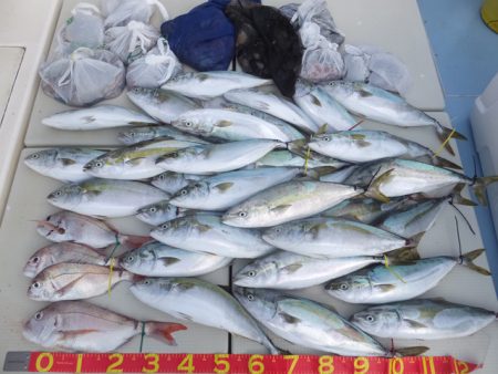 Hit Rush(ヒット ラッシュ） 釣果…