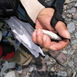 大井川(大井川(非)漁業協同組合) 釣果