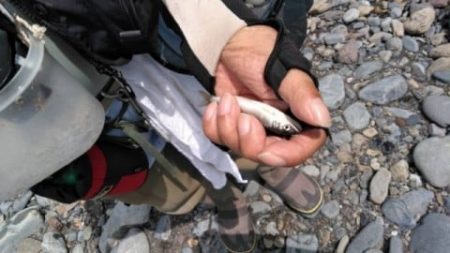 大井川(大井川(非)漁業協同組合) 釣果