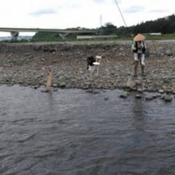 大井川(大井川(非)漁業協同組合) 釣果
