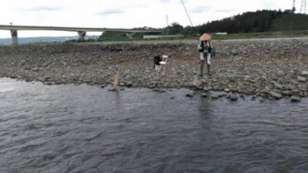 大井川(大井川(非)漁業協同組合) 釣果