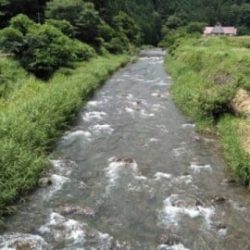 大井川(大井川(非)漁業協同組合) 釣果