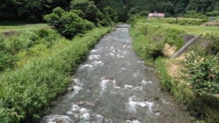 大井川(大井川(非)漁業協同組合) 釣果