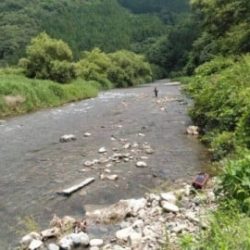 大井川(大井川(非)漁業協同組合) 釣果