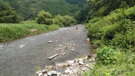 大井川(大井川(非)漁業協同組合) 釣果