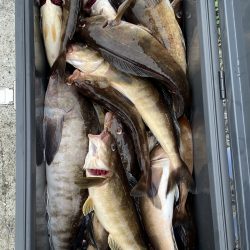 第八平成丸 釣果