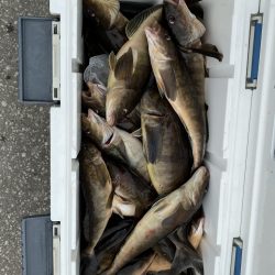 第八平成丸 釣果