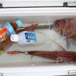 松本釣船２ 釣果