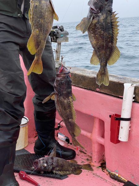 第八平成丸 釣果